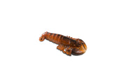 Lobster Plate  - Unit of 1