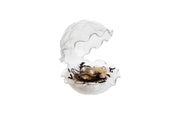 Oyster Glass - Unit of 1