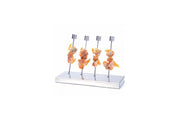 Display Board for 4 Skewers - Unit of 1